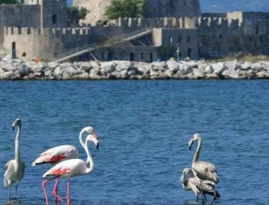 Δείτε τα πανέμορφα φλαμίνγκο που εμφανίστηκαν στο Ναύπλιο (βίντεο)
